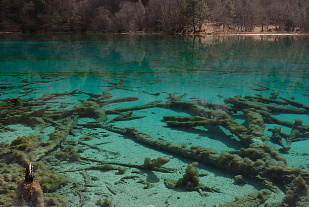 istock Dead trees in the green lake 179096695