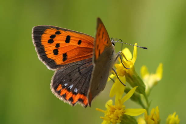 cuivré commun --- bronzé (lycaena phlaeas) - small copper butterfly imagens e fotografias de stock