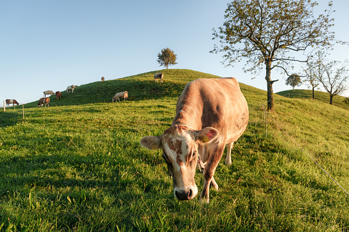 Herd of cow grazing grass on green hill with lonely tree in rustic village on the morning at Hirzel, Zug, Switzerland