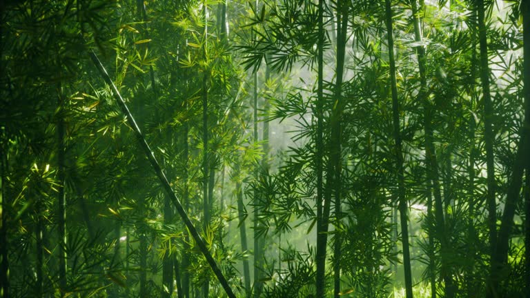 A lush bamboo forest in China