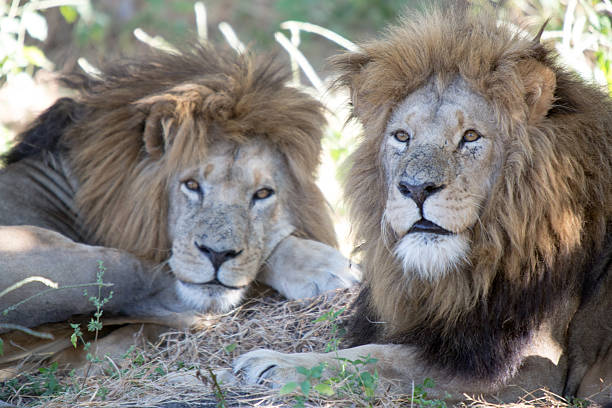 istock Lion in a game Park 179097371