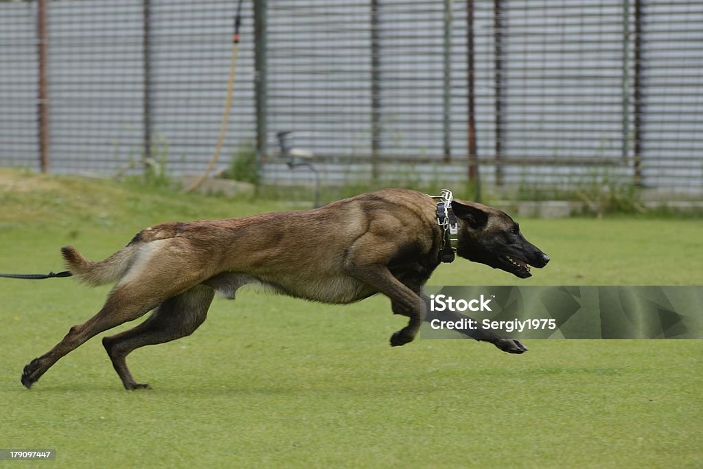 Berger belge Malinois, de formation - Photo de Animaux de compagnie libre de droits