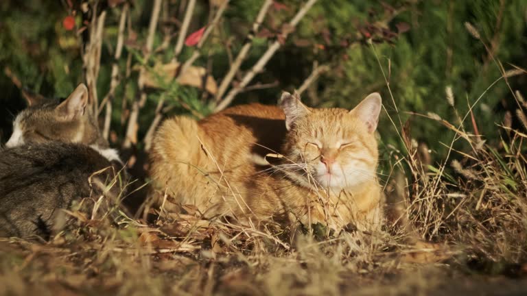 Stray Ginger Cat Sitting On The Ground In The Autumn Park at Sunset