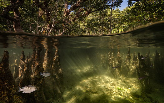 Eye level with a split shot of a Mangrove Swamp. Photographed at Bunaken Island, Indonesia.
