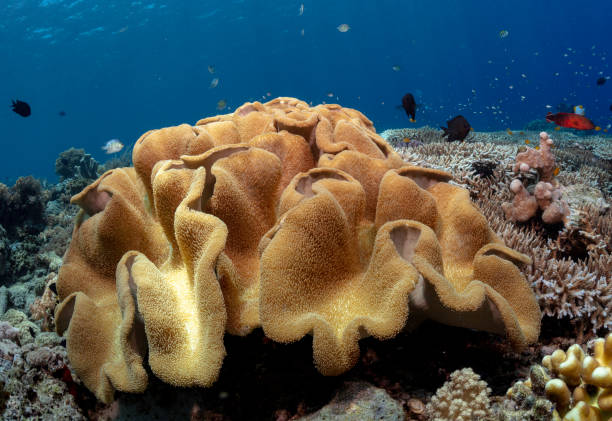 istock Mushroom Leather Coral (Sarcophyton glaucum) 1790985394
