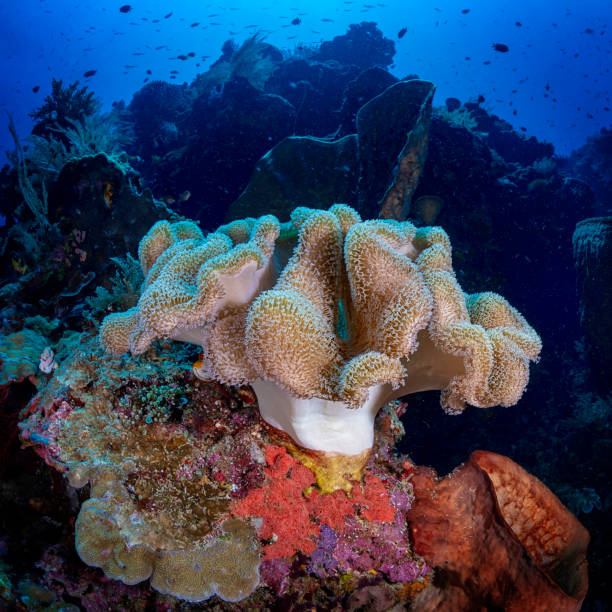 istock Rough Leather Coral (Sarcophyton glaucum) 1790986428
