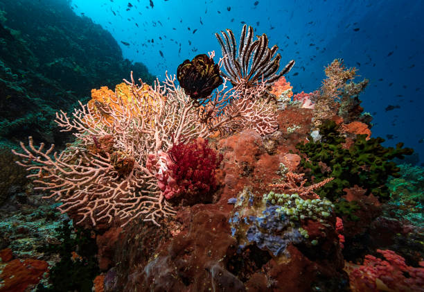 istock Multi-coloured coral bommie with hard and soft coral and multiple feather stars. 1790986953