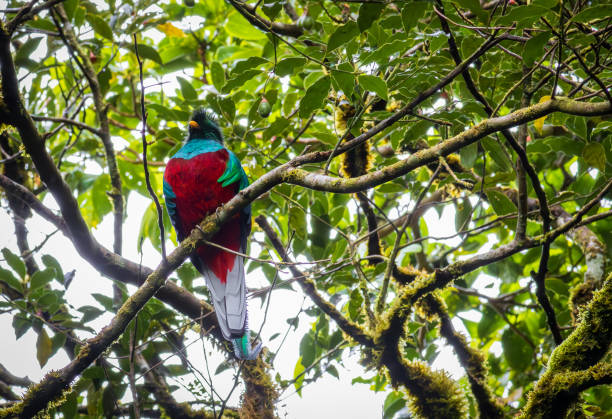istock Beautifull quetzal in Monteverde Cloud Forest (Costa Rica) 1790987504
