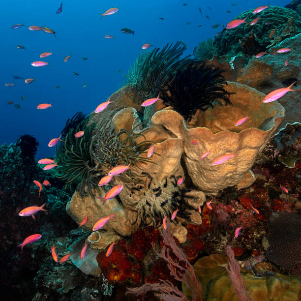 istock Pink Anthias (Pseudanthias pleurotaenia) above Barrel Sponge (Xestospongia muta) 1790987526