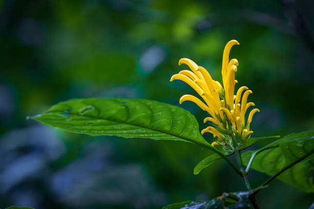 Nature and animals in Monteverde Cloud Forest (Costa Rica)