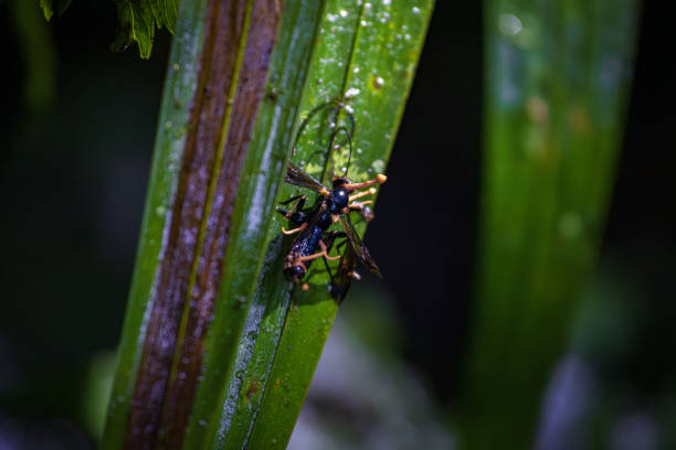 Nature and animals in Monteverde Cloud Forest (Costa Rica)