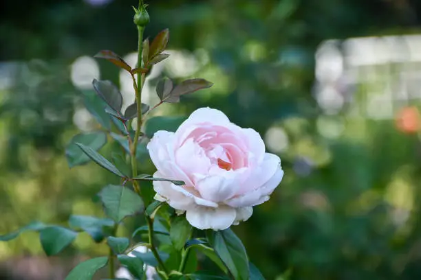 The rose "Madame Figaro" is blooming beautifully.