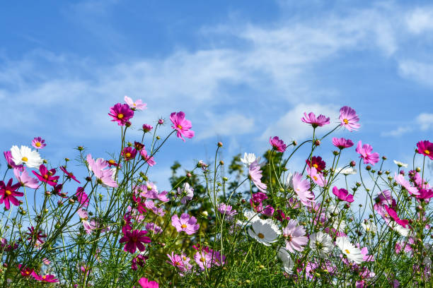 istock Cosmos flowers and blue sky 1790994580