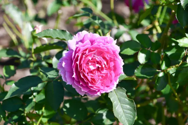 The "Scheherazade" rose is blooming beautifully.
