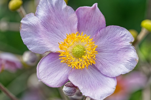 A close-up image of an alluring, vibrant purple Japanese anemone flower