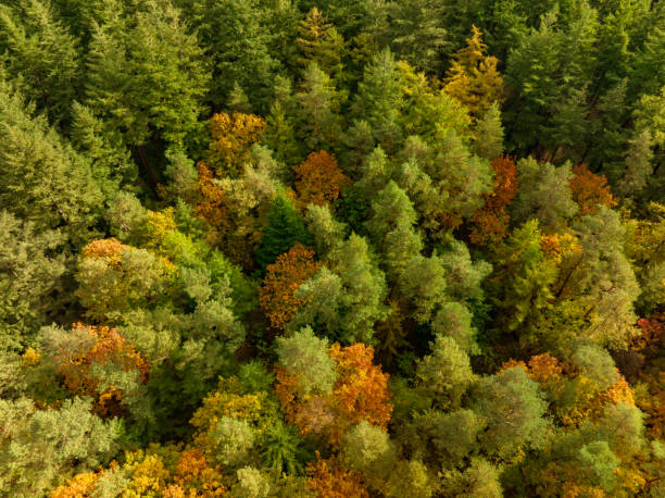 istock Autumn forest with colorful leaves seen from above 1791003801