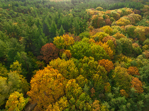 Autumn forest with colorful leaves seen from above during a beautiful fall day. The leaves on the trees are changing color in this woodland in Gelderland, Netherlands.