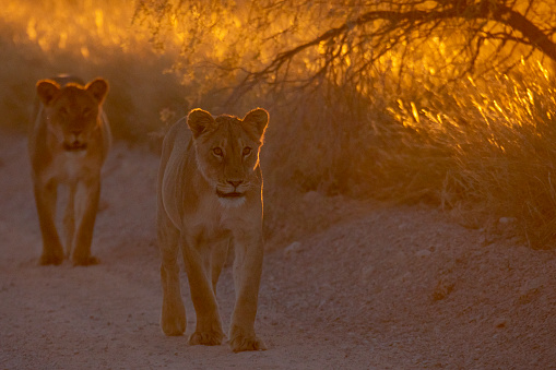 The amazing lions in the Kalahari desert.