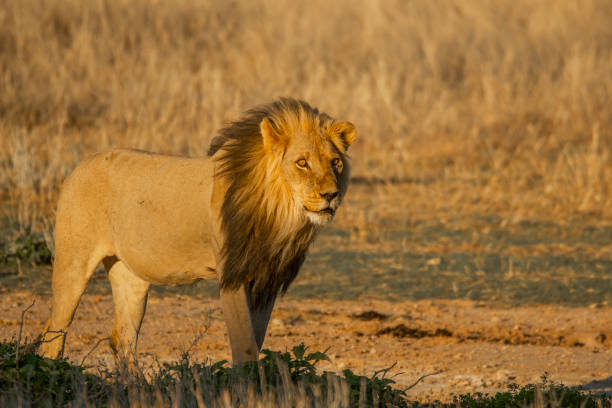 istock Kalahari Lions 1791009459