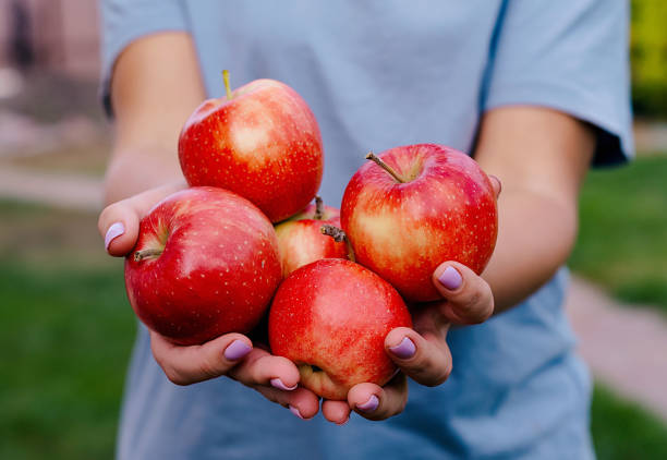 istock Farmers hands with freshly harvested apples. 1791010069