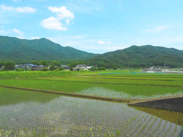 istock Rural landscape  rice field 1791011236