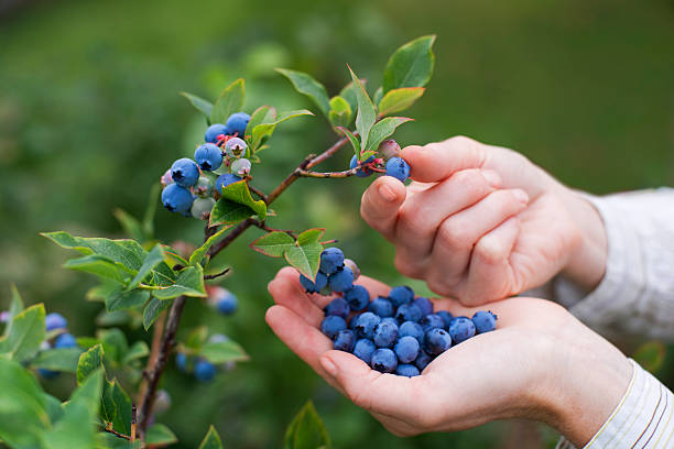 blaubeeren - picking up stock-fotos und bilder