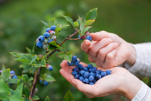 Women picking ripe blueberries close up shoot