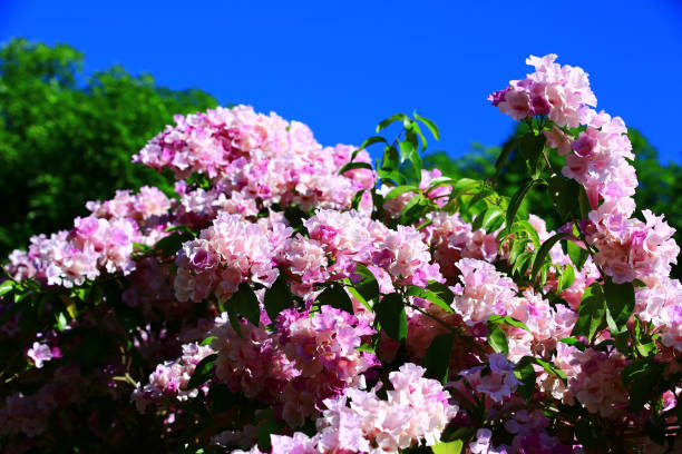 istock Garlic Vine or Trumpet Flowers  with blue sky background 1791014078