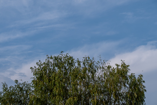 A picture of top view of a Willow tree under a soft cloudy blue sky.