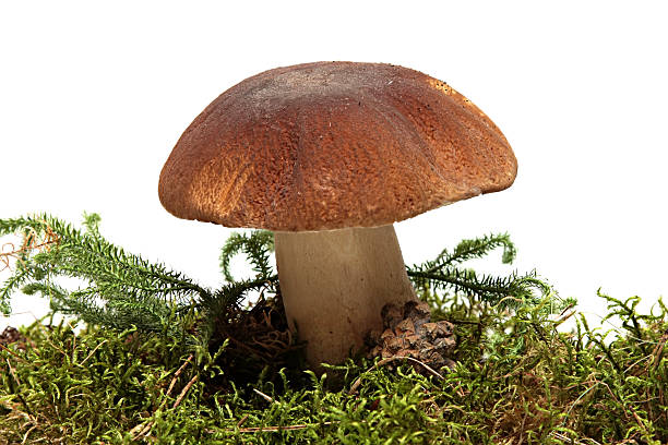 istock cep. Boletus mushroom and green moss 179101489