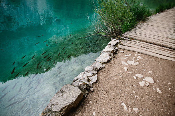Small fish in lake and walk path stock photo