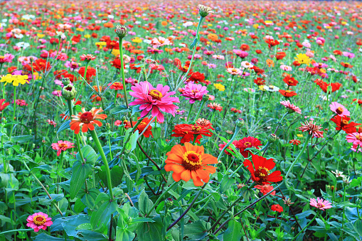 colorful Zinnia or Youth-and-old-age flowers blooming in the garden with green leaves