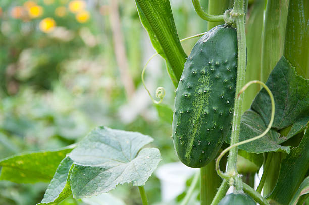 istock cucumbers growing in the garden 179101618
