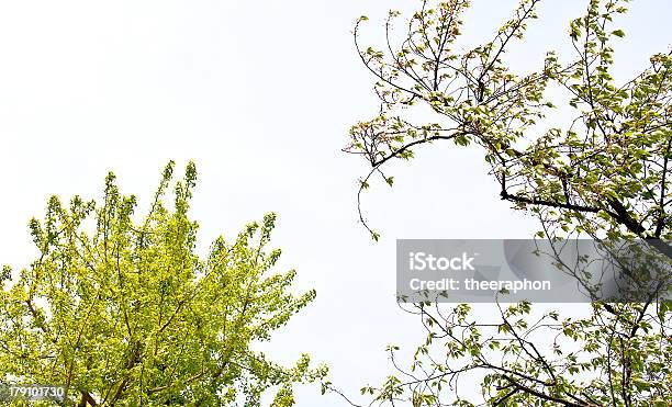 Foto de Filial De Sakura e mais fotos de stock de Amor - Amor, Azul, Cabeça da flor