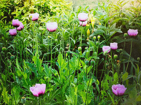 Horizontal closeup landscape photo of green leaves, green seed capsules and pink mauve Poppies growing in an organic garden in Springtime. Uralla, New England high country, NSW.