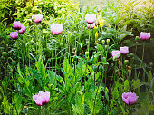 Poppies in the Spring Garden
