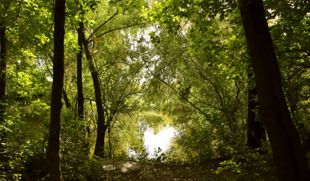 istock A colorful summer landscape. A walk in the wild forest. 1791017976