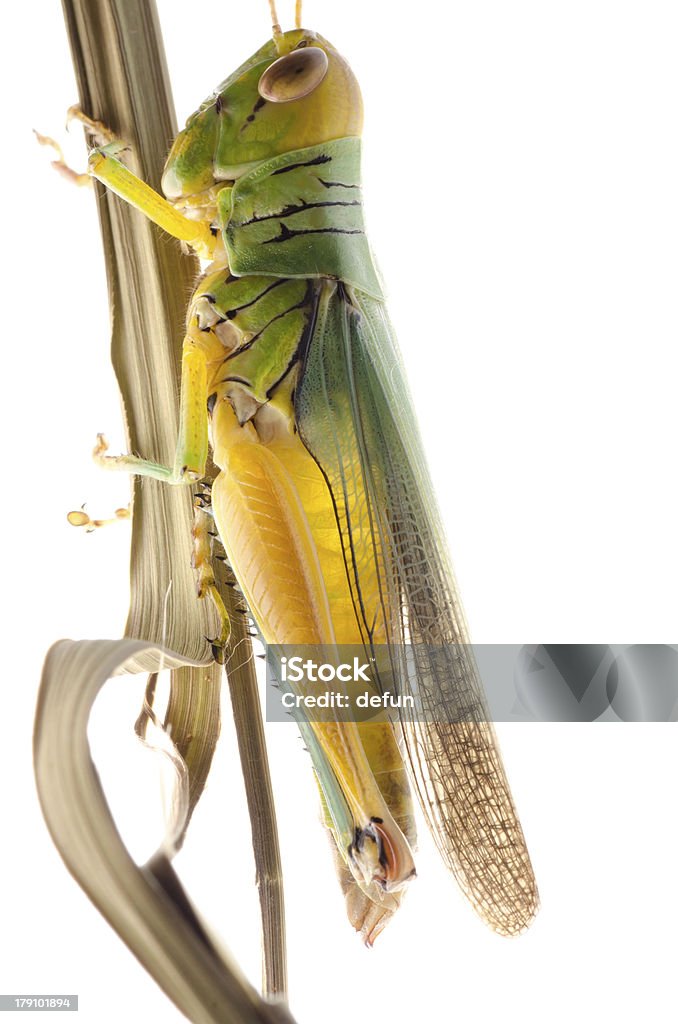 grasshopper - Foto de stock de Amarelo royalty-free