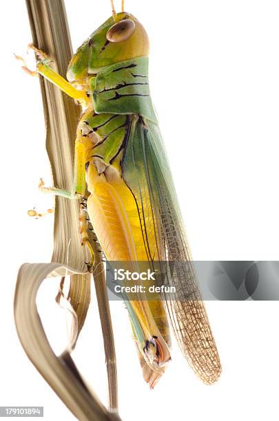 Foto de Grasshopper e mais fotos de stock de Amarelo - Amarelo, Animal, Fauna Silvestre