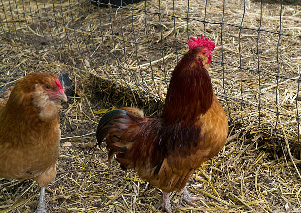 Free range galinhas em pequenas explorações agrícolas - fotografia de stock