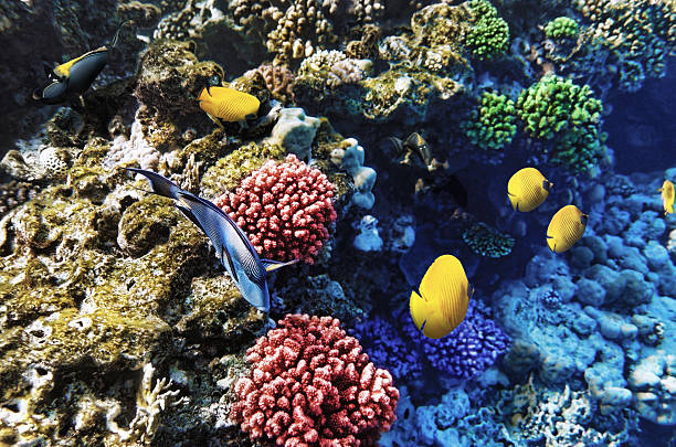 coral i ryby w morzu czerwonym. egipt, afryka. - vitality sea aquatic atoll zdjęcia i obrazy z banku zdjęć