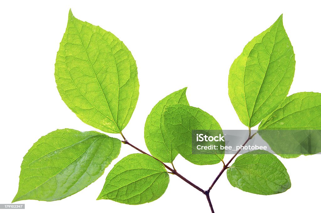 Árvore de folha - Foto de stock de Anual - Característica da planta royalty-free