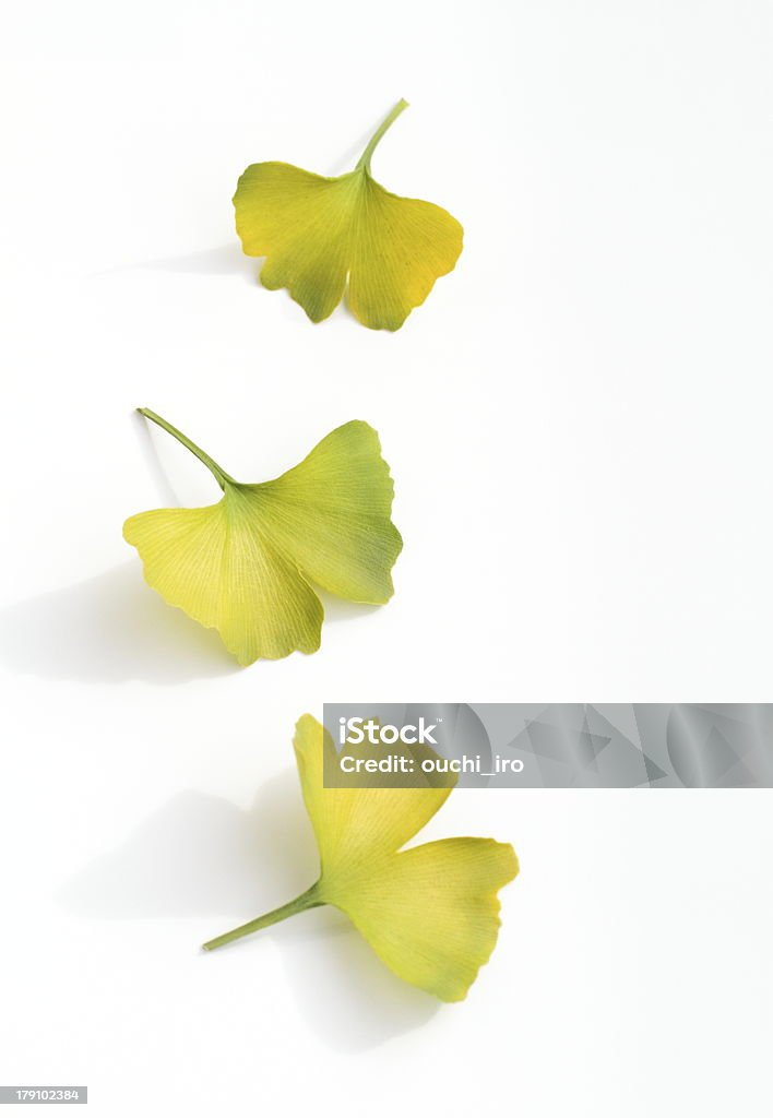 Ginkgo hoja - Foto de stock de Hoja libre de derechos