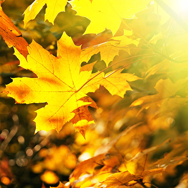 istock leaves illuminated by the sun 179102543