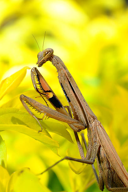 istock Female Praying Mantis, Rhombodera Basalis close up 179102555