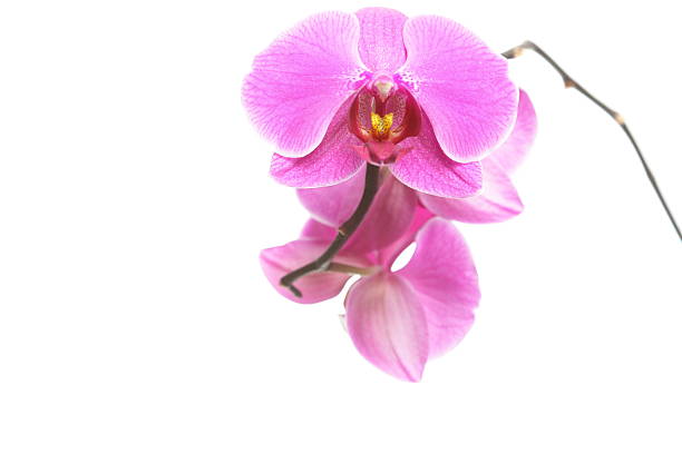 istock Phalaenopsis. Purple orchid on white background 179102801
