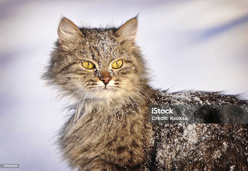 Gatto in inverno - Foto stock royalty-free di Accattone