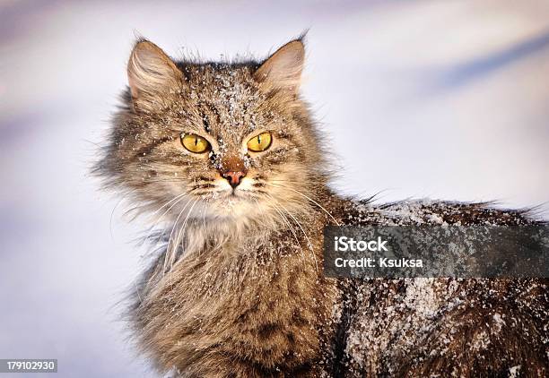 Gatto In Inverno - Fotografie stock e altre immagini di Accattone - Accattone, Ambientazione esterna, Amore