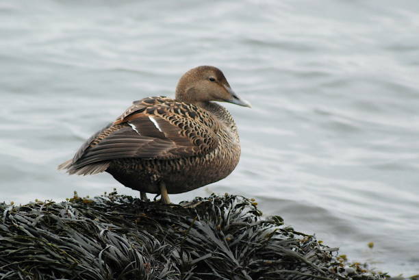 istock Common Eider Somateria mollissima 1791030970
