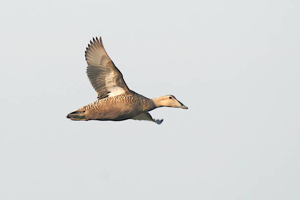 Common Eider Somateria mollissima Female Common Eider of the v-nigrum subspecies flying against grey sky, Chukotka, Russian Far East. eider duck stock pictures, royalty-free photos & images